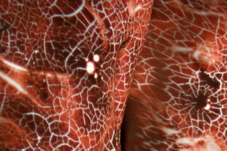 A close-up photograph of two men, focusing on their toros that have an intricate red pattern projected over them.